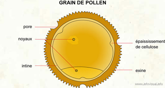 Grain de pollen (Dictionnaire Visuel)